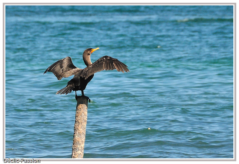 Le séchage du grand cormoran
