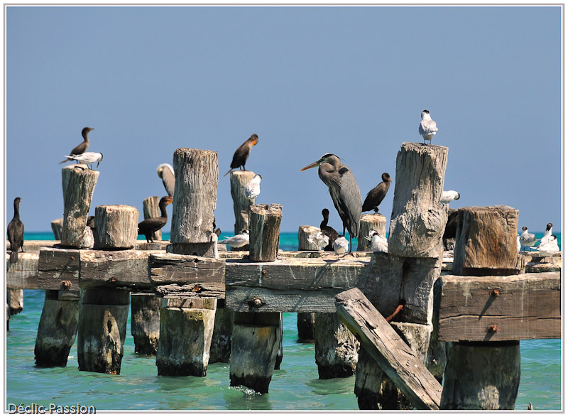 Colloque d'oiseaux !