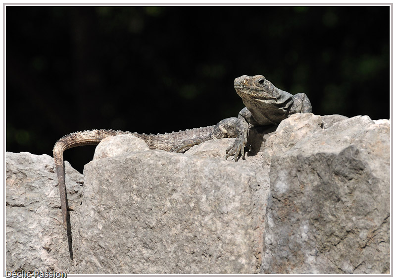 Un résident de Chichen Itza !