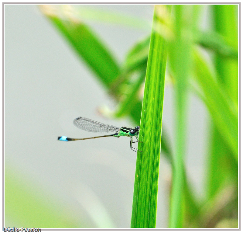 La libellule verte