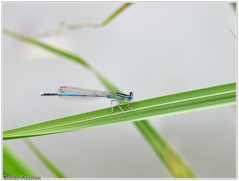 La libellule bleue