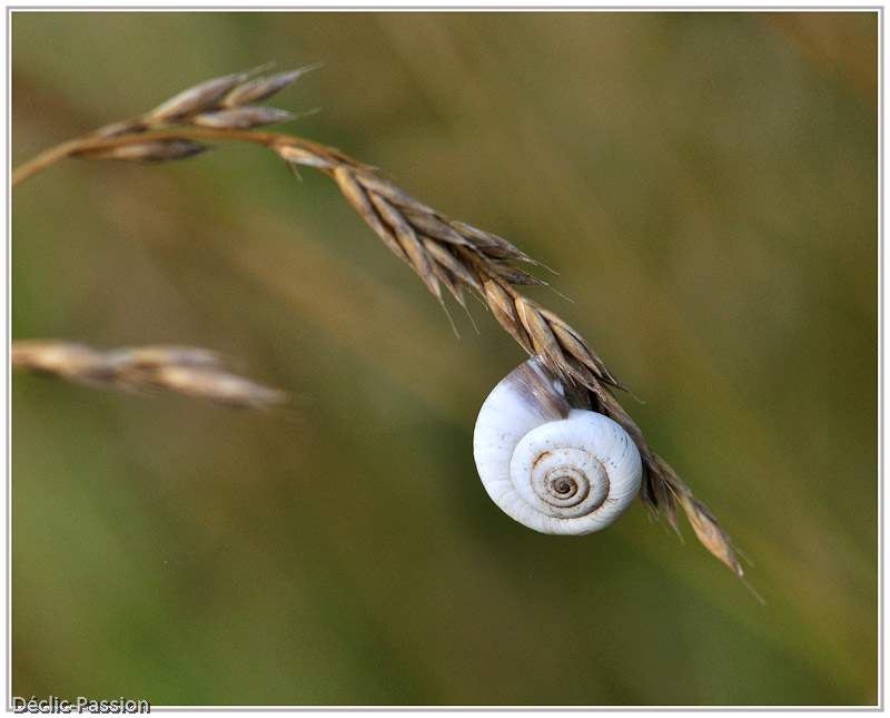 Nature morte ?