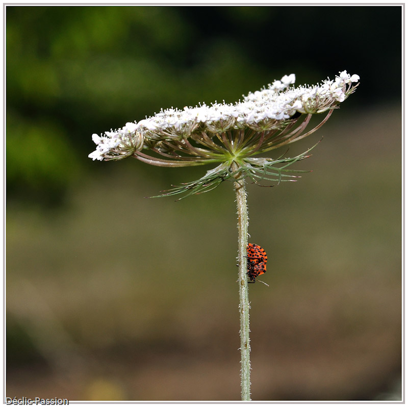 Descente périlleuse
