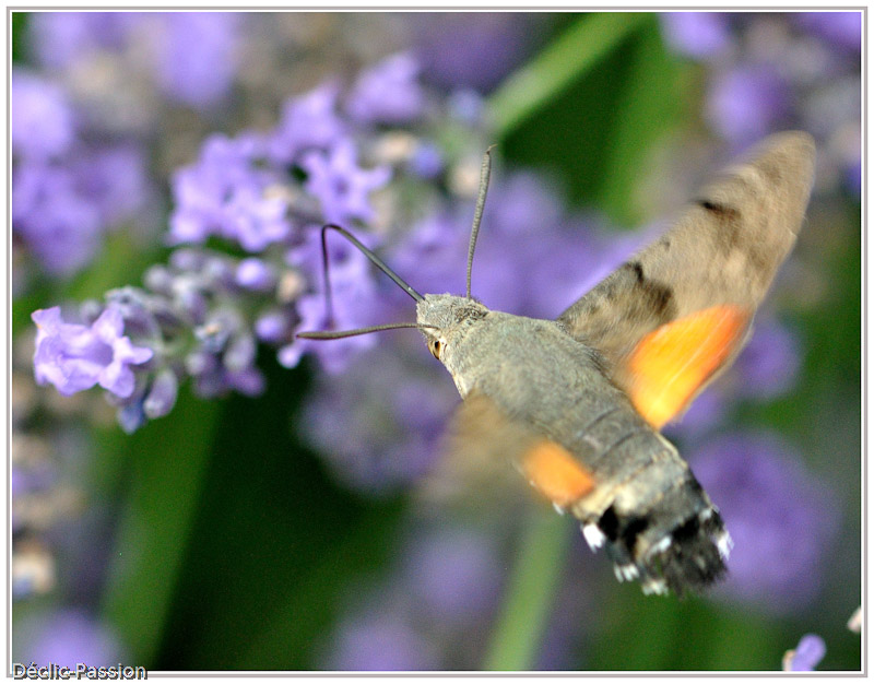 ...mi-papillon...