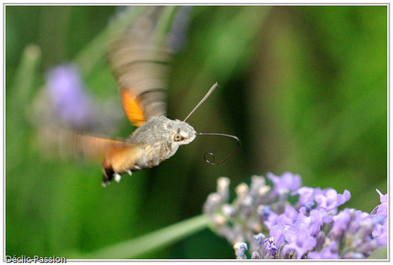 ...mi-mouche, 