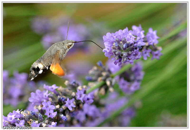 le moro-sphinx est un papillon étonnant !