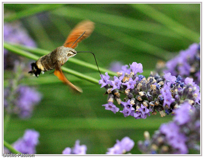 il butine le nectar des fleurs 
