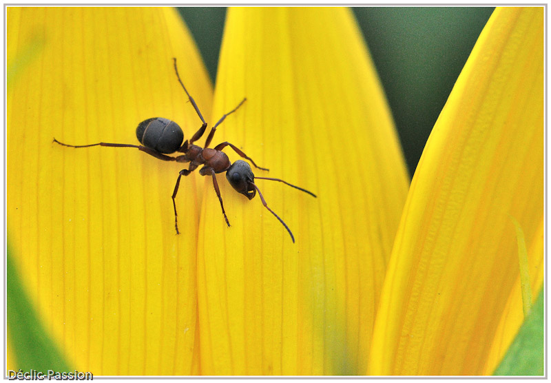 Fourmi sur  tournesol