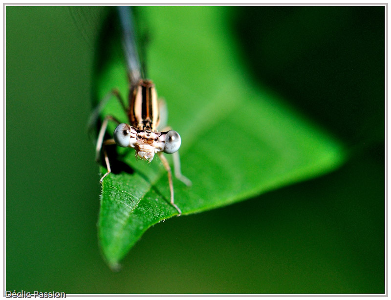 ... aux yeux bleus !