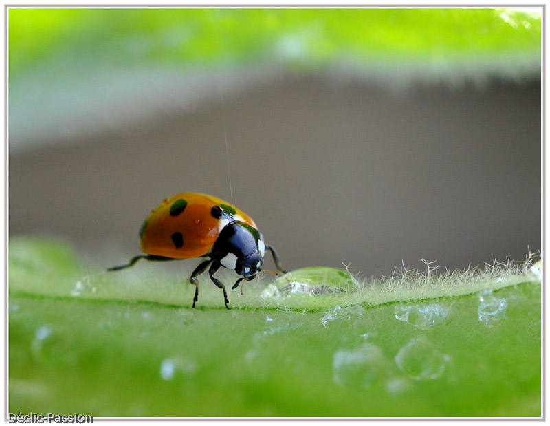 La coccinelle agile