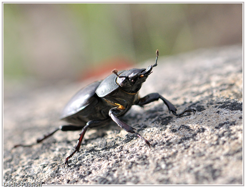 Le bulldozer du jardin ...