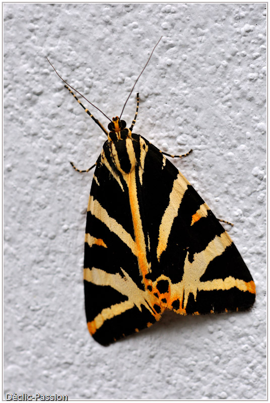 ... un papillon de nuit !