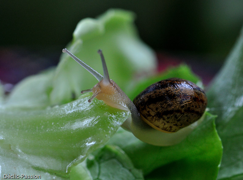 En balade sur la salade !