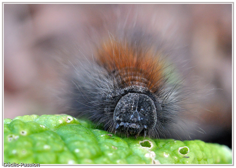 Chenille ébouriffée !