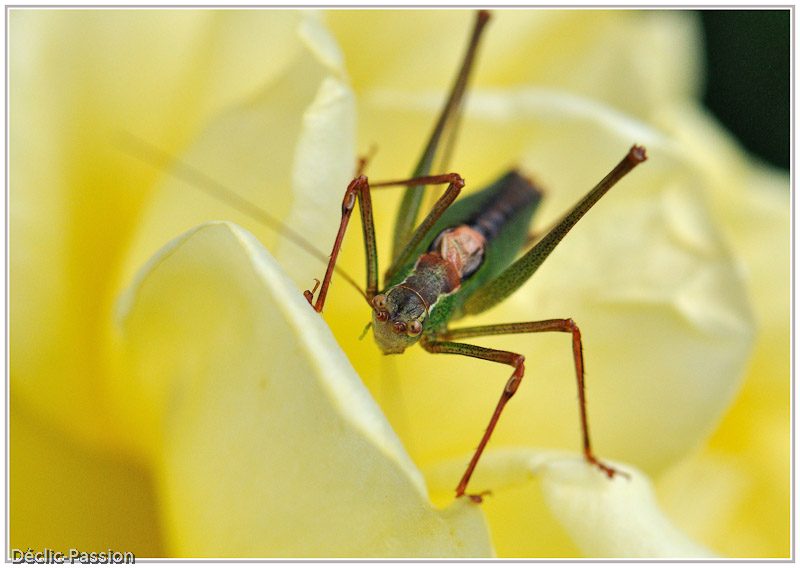 Sauterelle sur bouton de rose jaune !